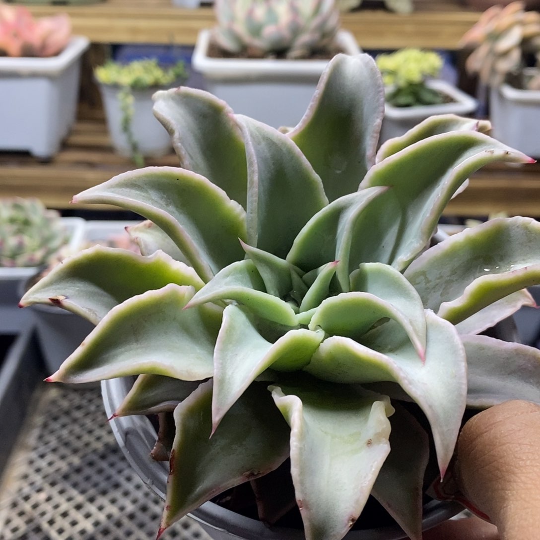 2120 瘤子饺子皮 无瘤