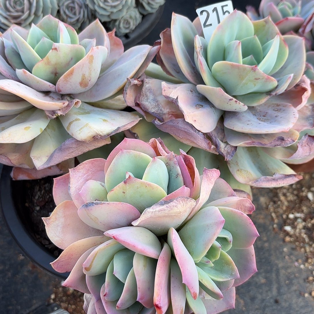 215号白凤一物一拍