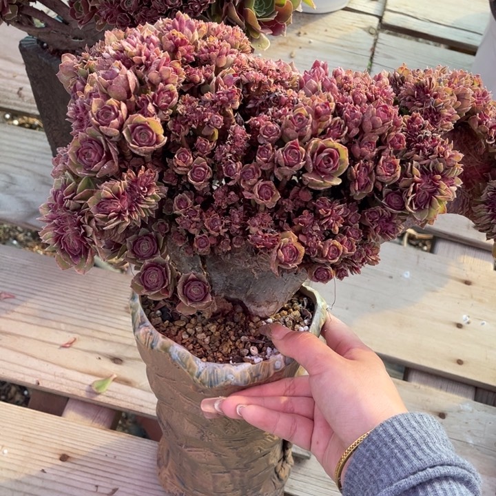 多肉多糖和维生素也可帮助皮肤保持