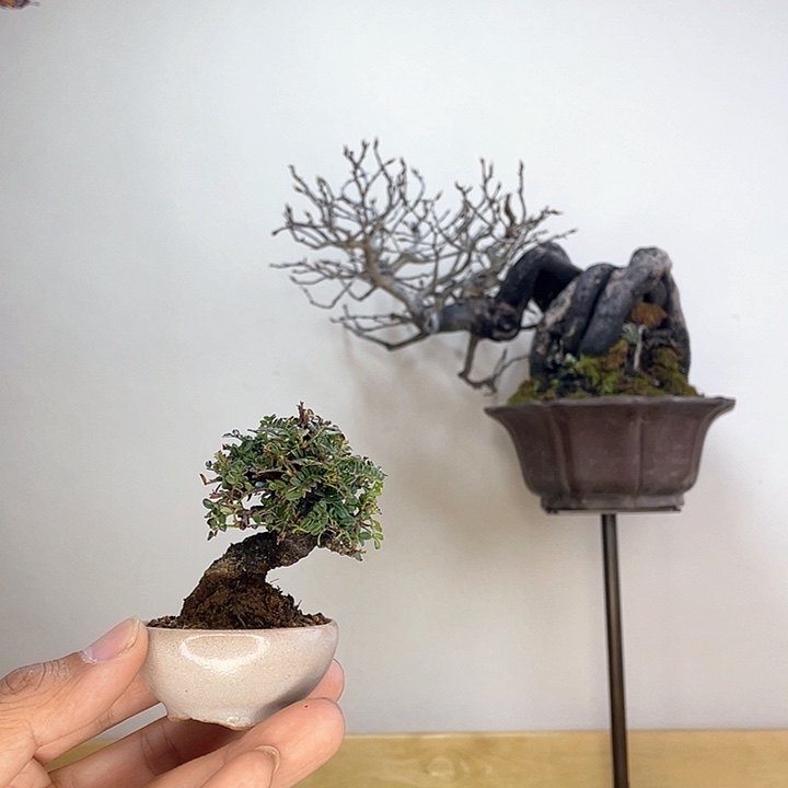 木本豆盆姬山椒盆栽