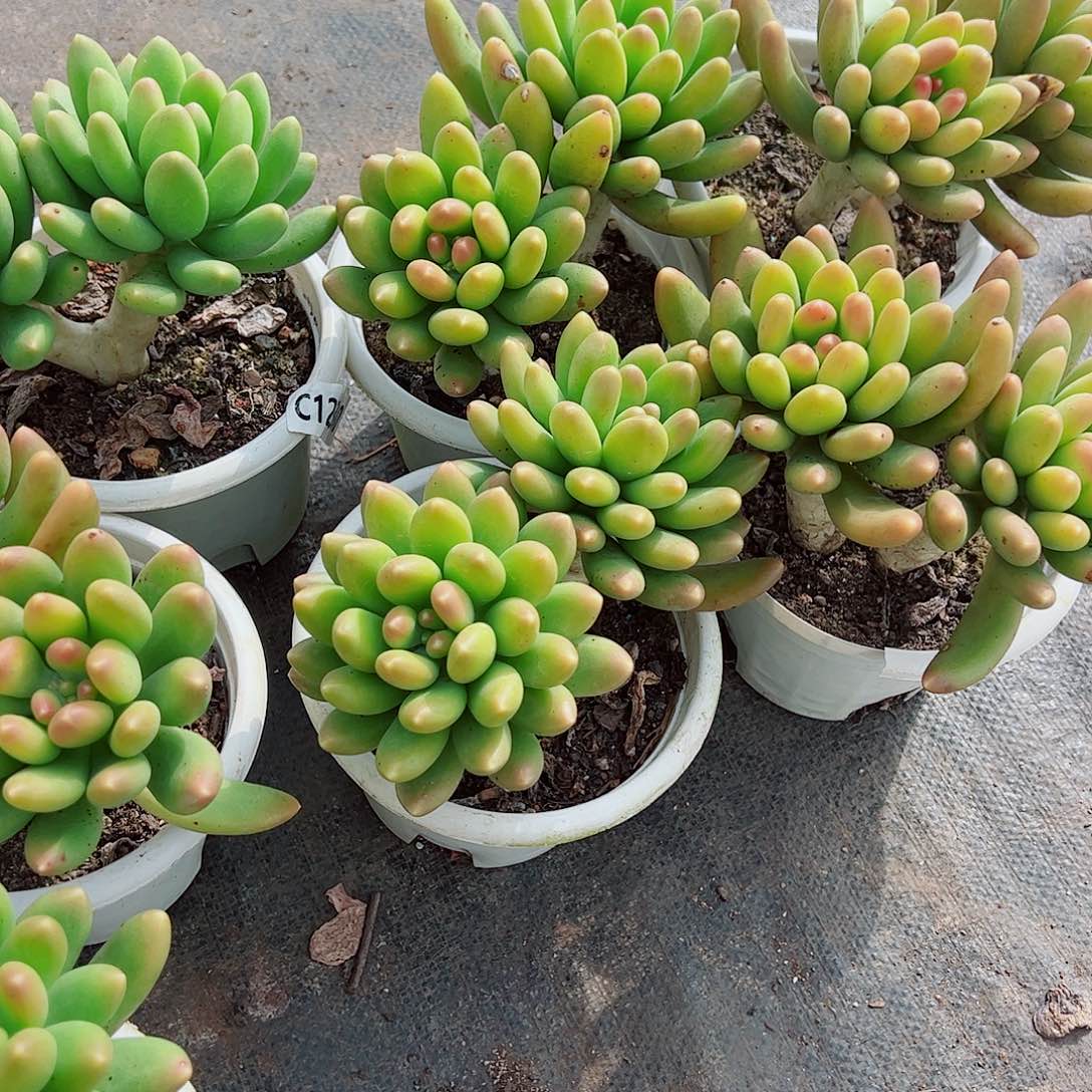 芒果奶双头起发精品特价