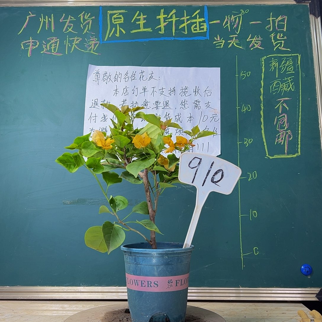 当前无花栽培后可以开花 金色光辉  910