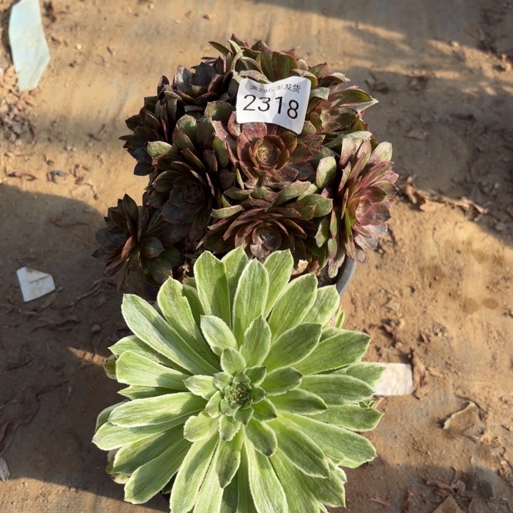 2颗多肉法师2318