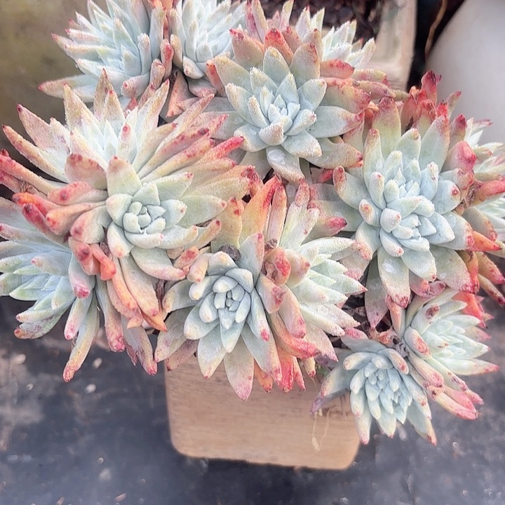 仙女杯多肉植物盆栽