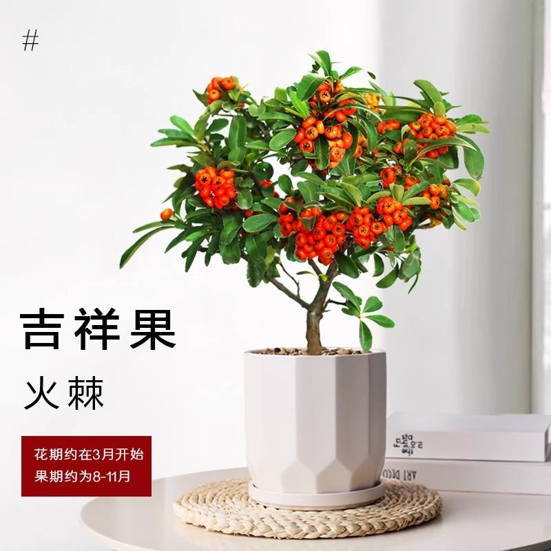 火棘树盆栽吉祥果盆景满堂红植物观果绿植阳台庭院开花结果小植物