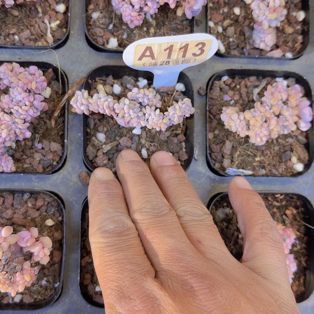 A113雪精灵一物一拍