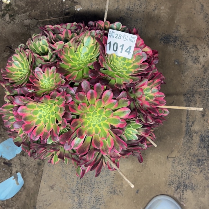 1014朝霞多肉植物