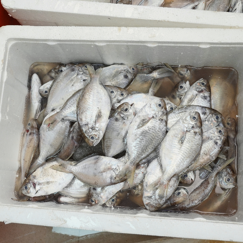 本港海鲫鱼  广东省内顺丰包邮