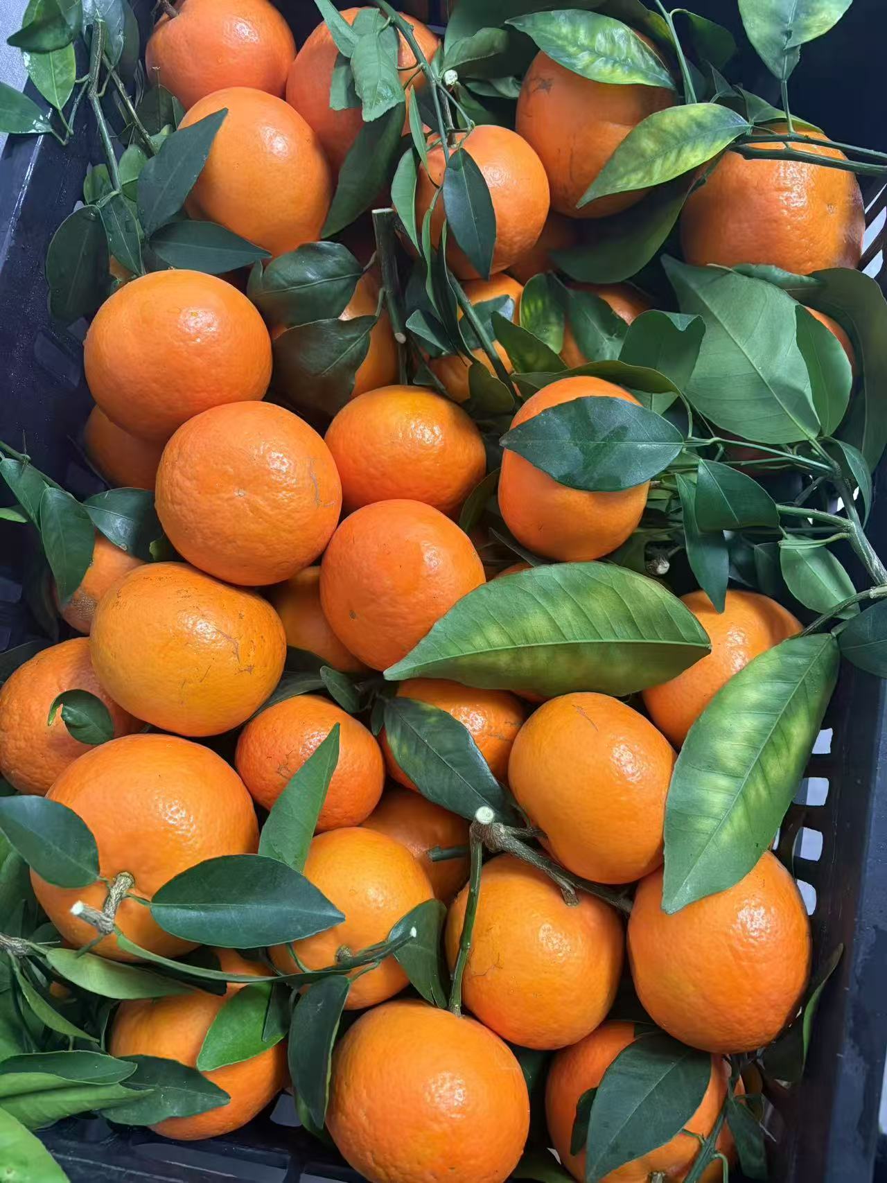 广西武鸣带叶沃柑中果