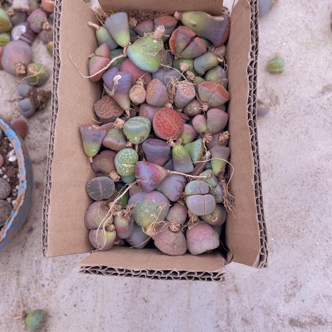 一箱脱土单头88888888888888