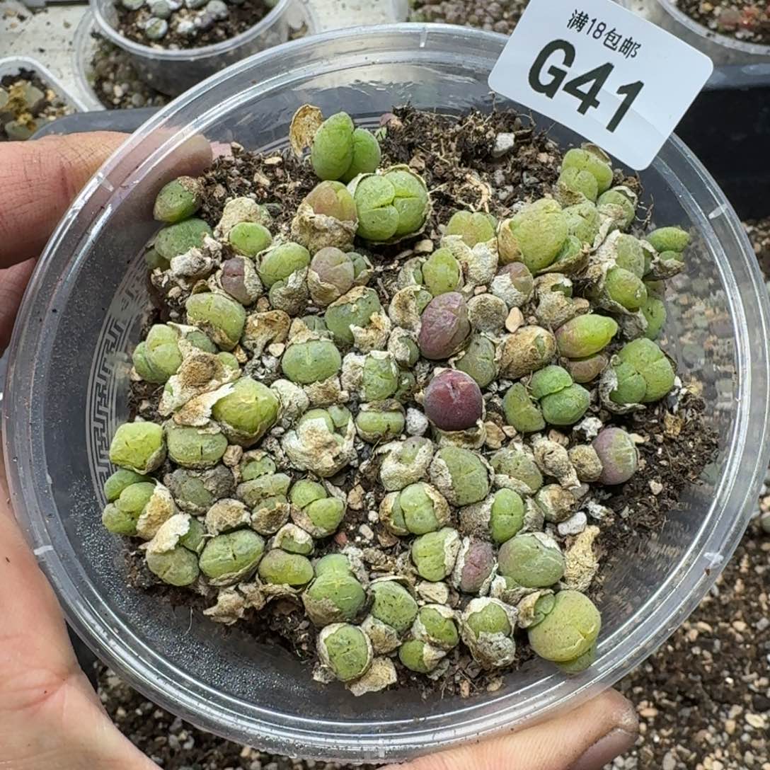 G41。毛翠滴一大盒