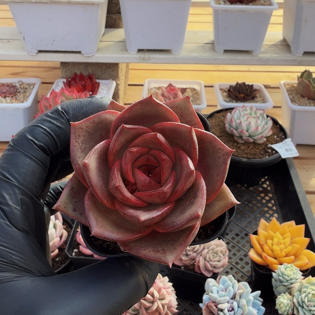 1231-84微醺玫瑰单头