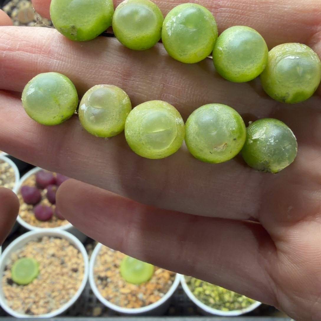 精品拉登一手福利850号