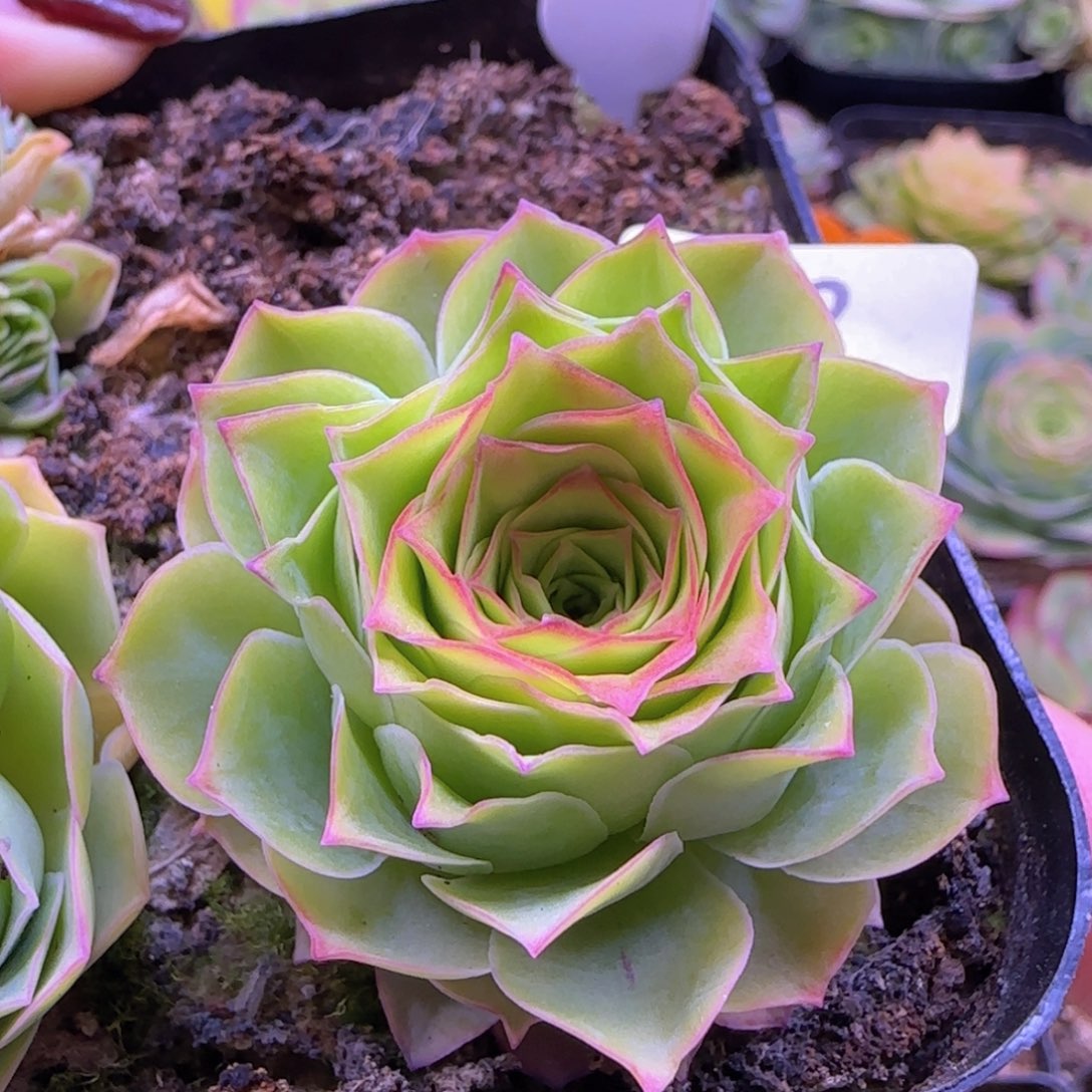 毛绒灵泽玫瑰272