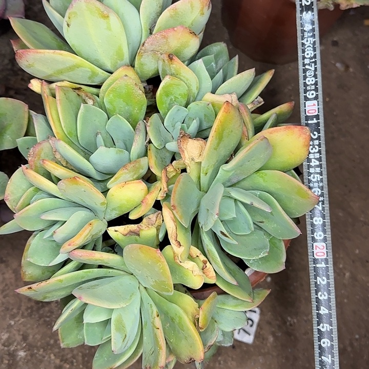 玉秀941 多肉植物一物一拍