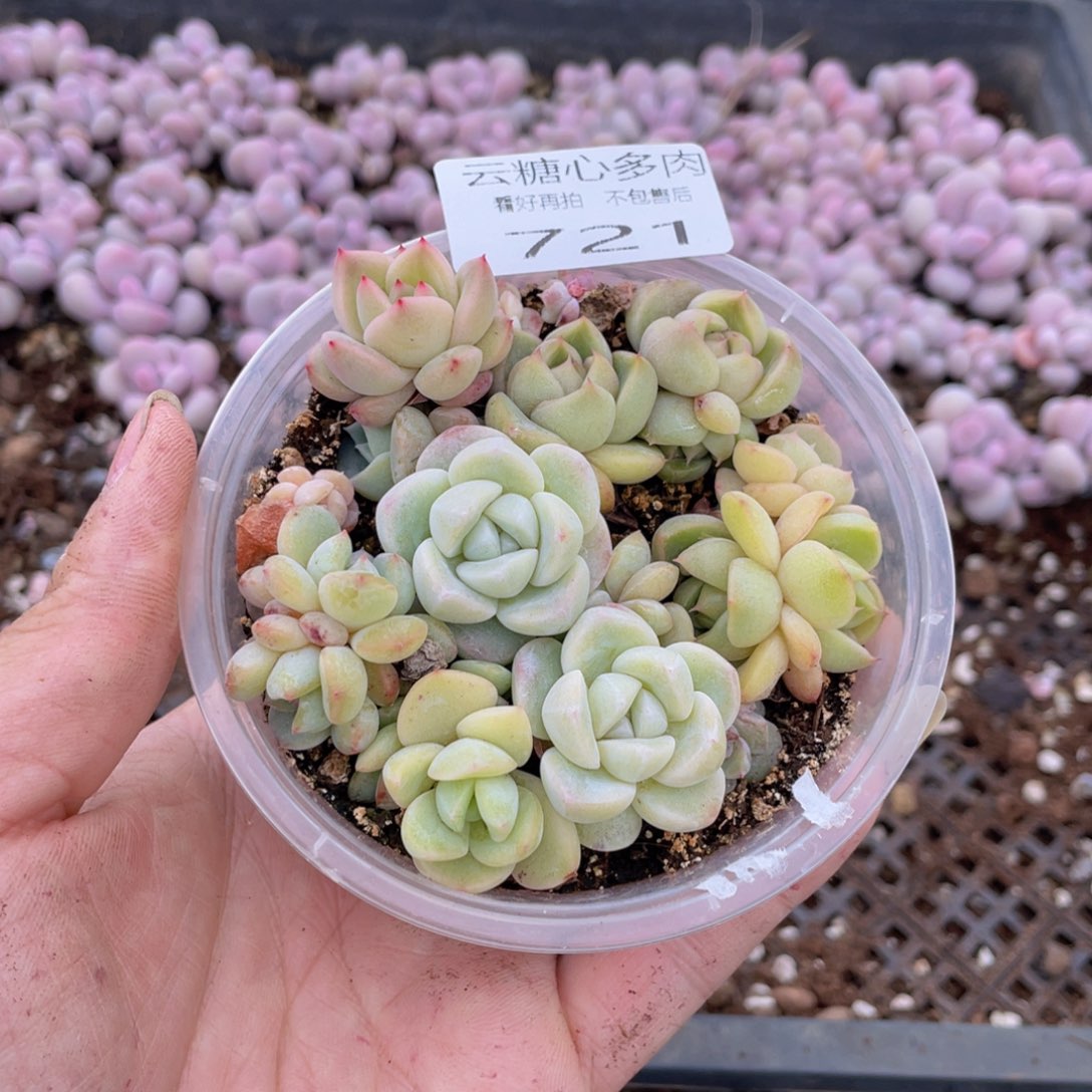 云糖心多肉植物721
