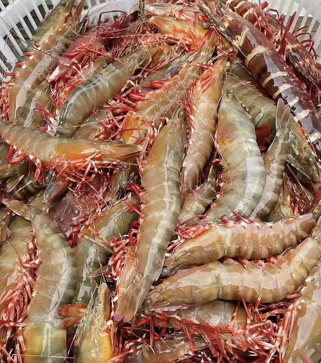 汕尾本港野生红爪虾现捕 现冻锁鲜