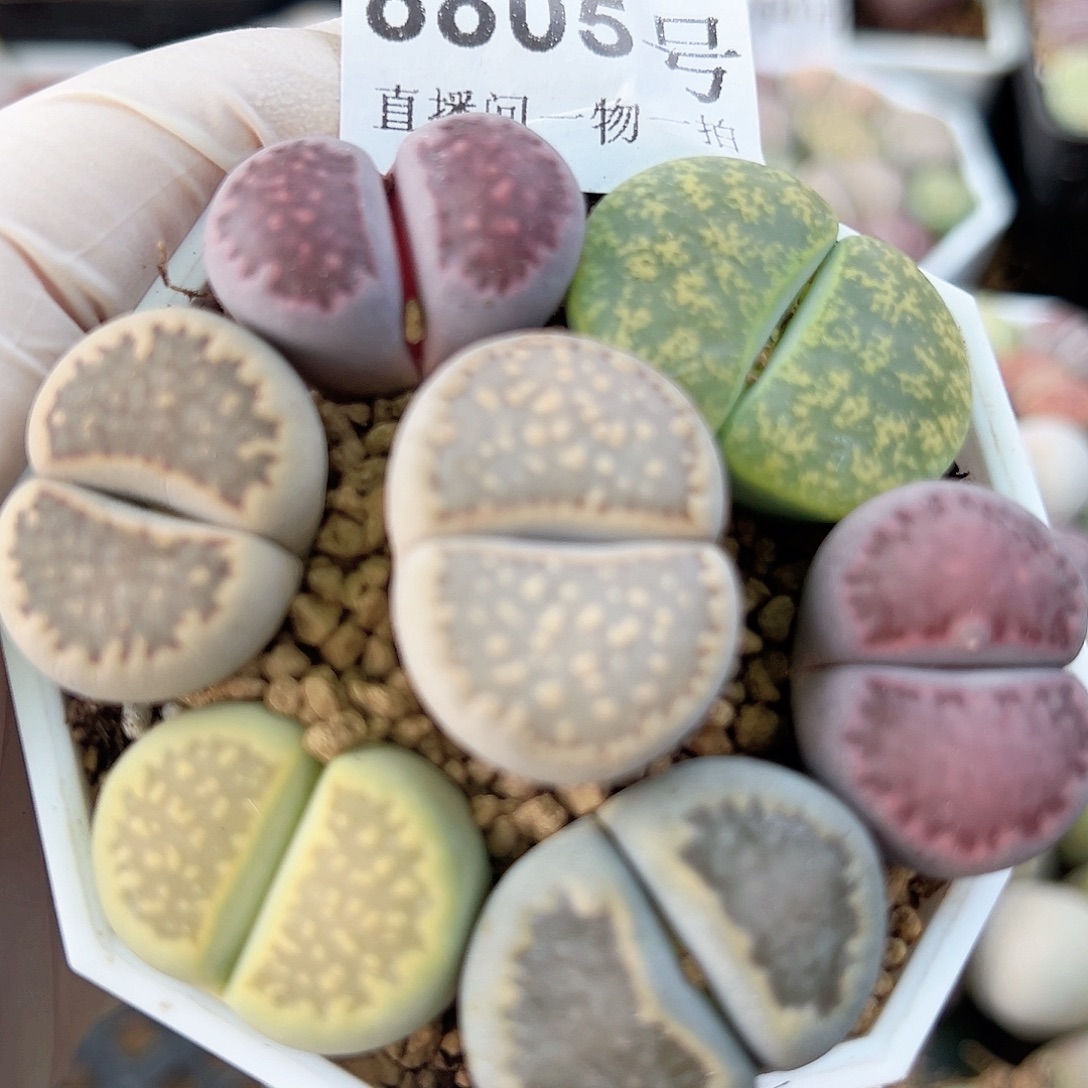 8805 好养易活生石花大母本6.5cm盆