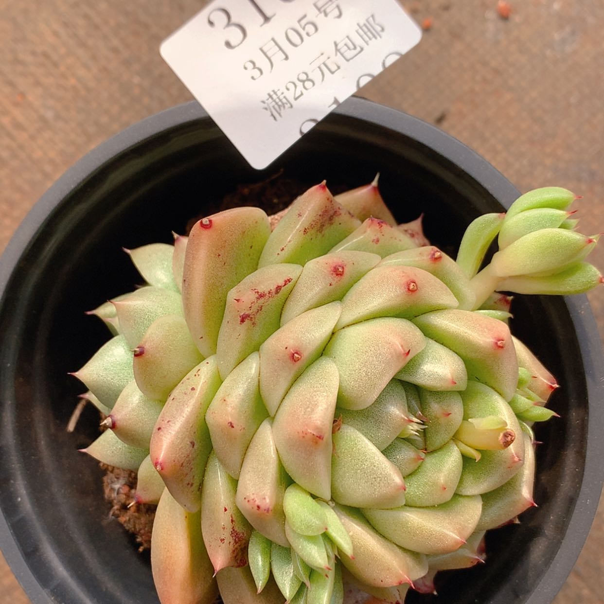 【闪购商品】云3107