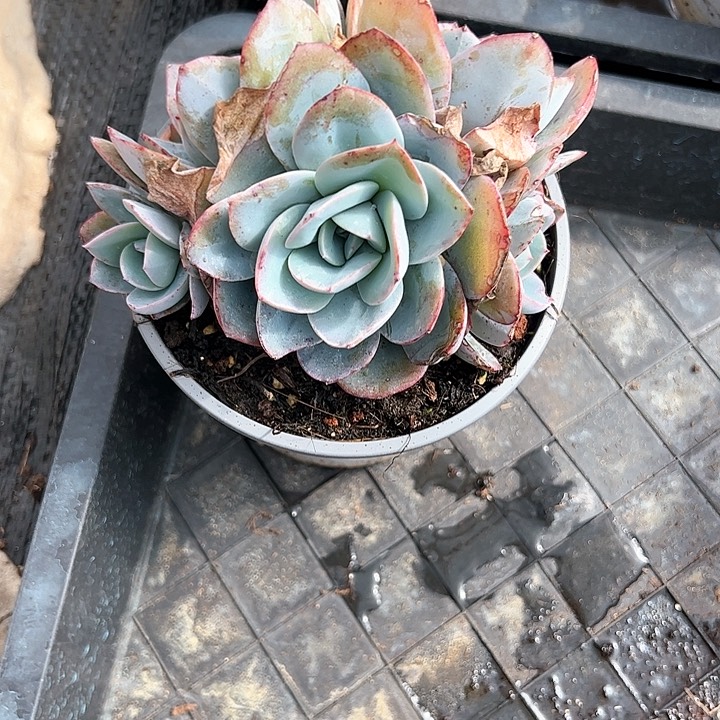 【闪购商品】布鲁蓝裙