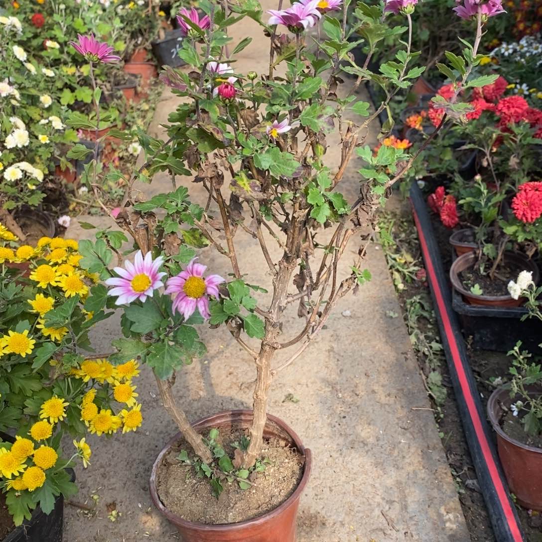 晩***4无花朵盆景盆景盆景