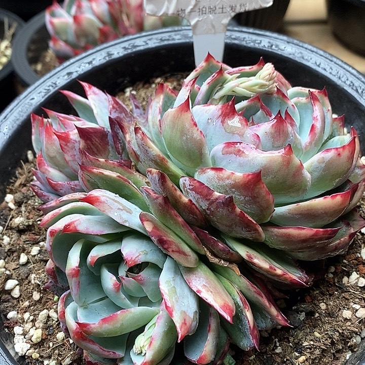 惊鸿仙子双头011