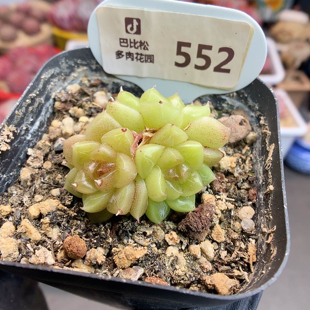 552 星钻珍妮多肉