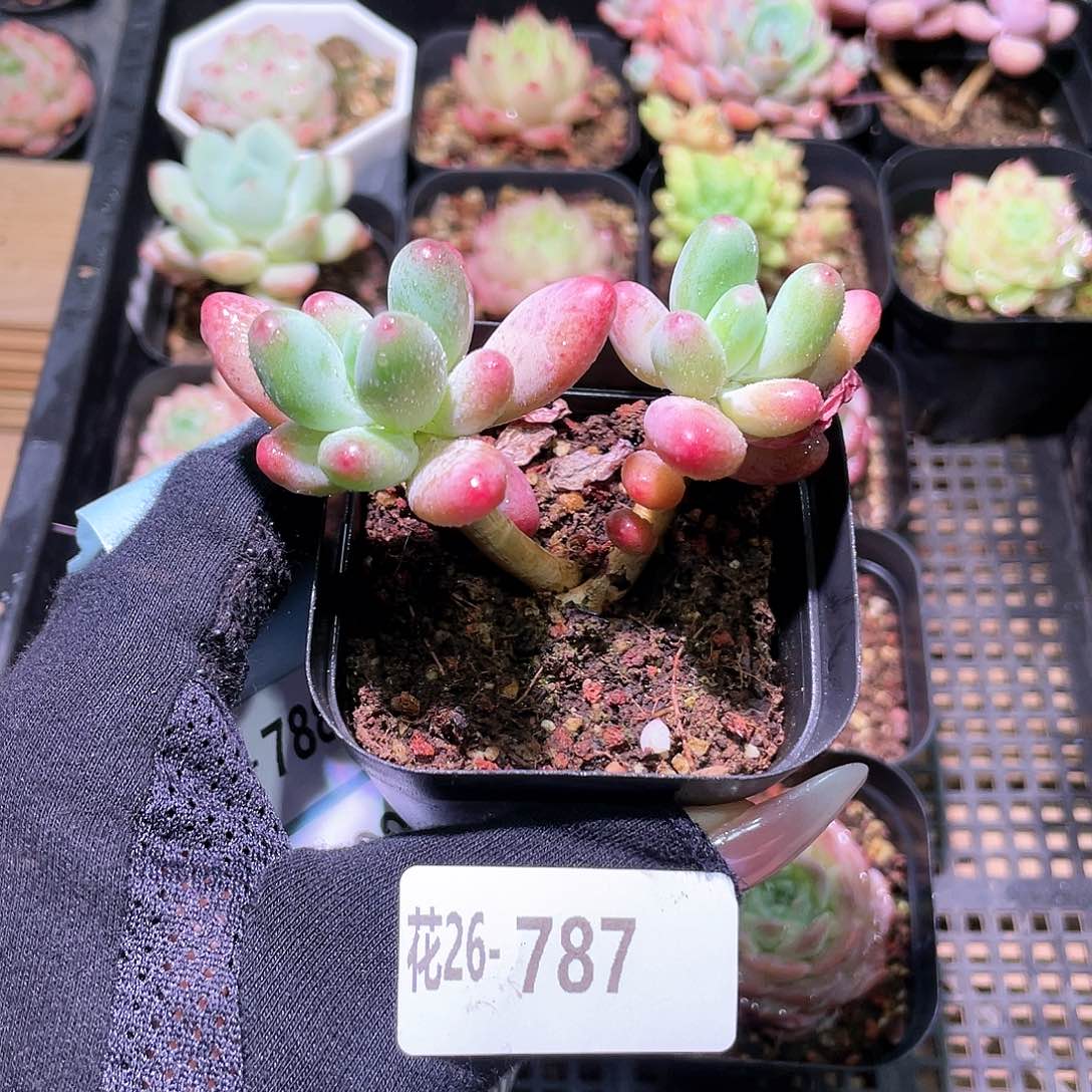 花利美26-787苹果奶