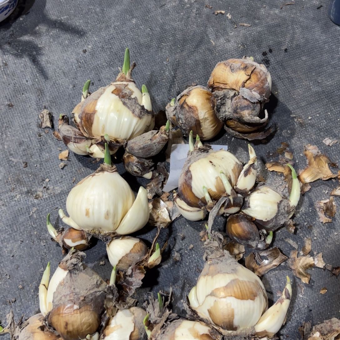 完全开放特大花王水仙花