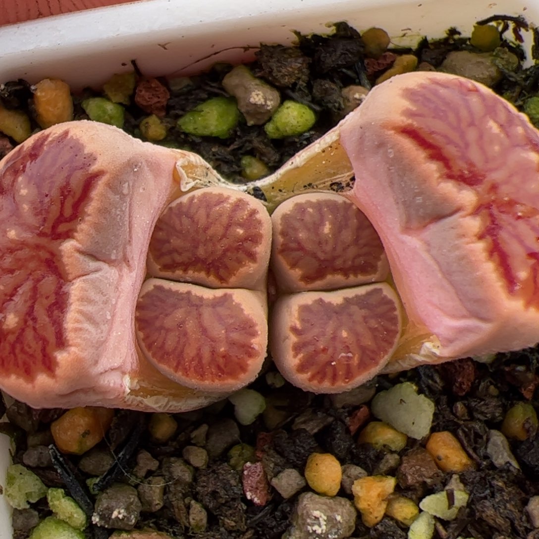 0231号菊 多肉植物