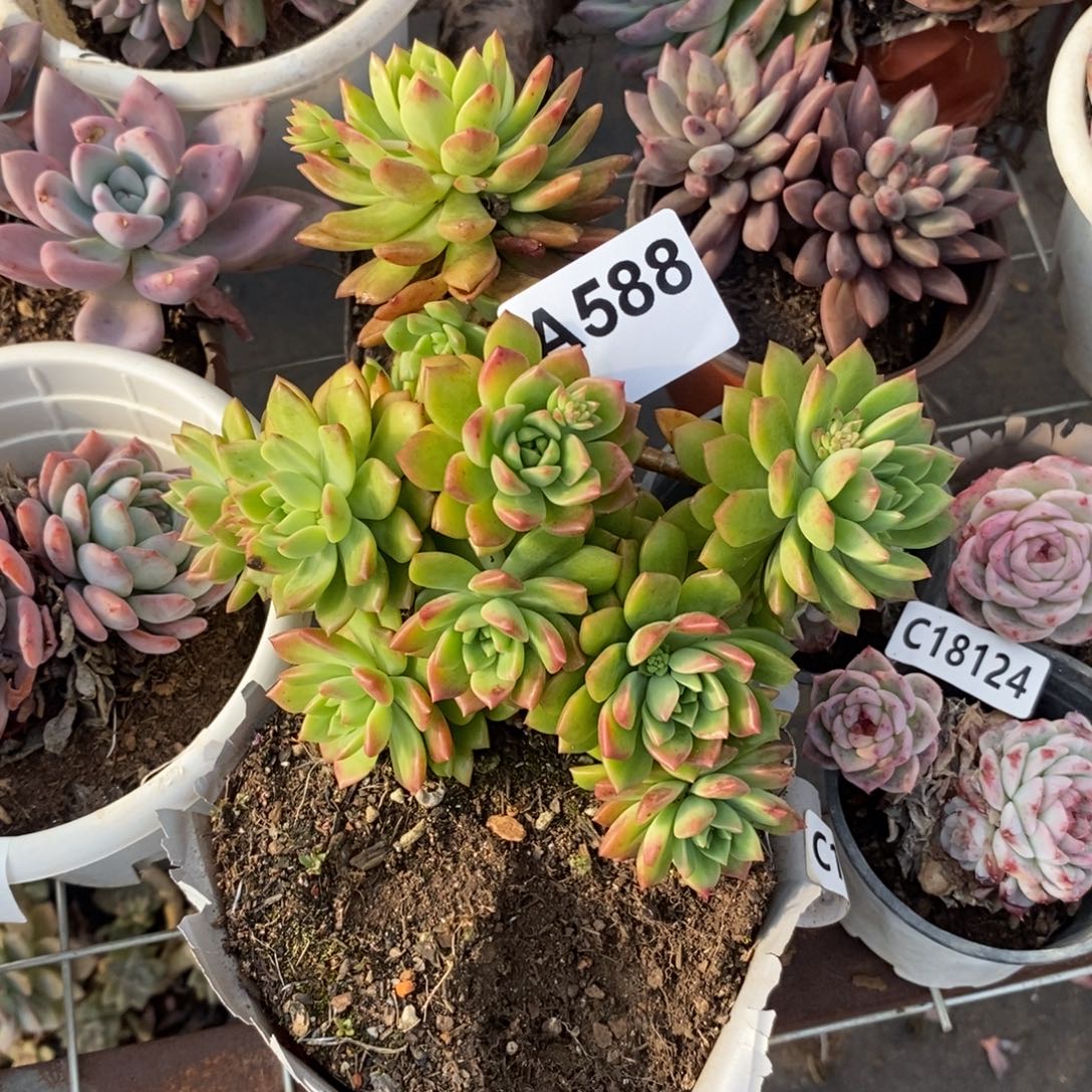 588马库斯一物一拍