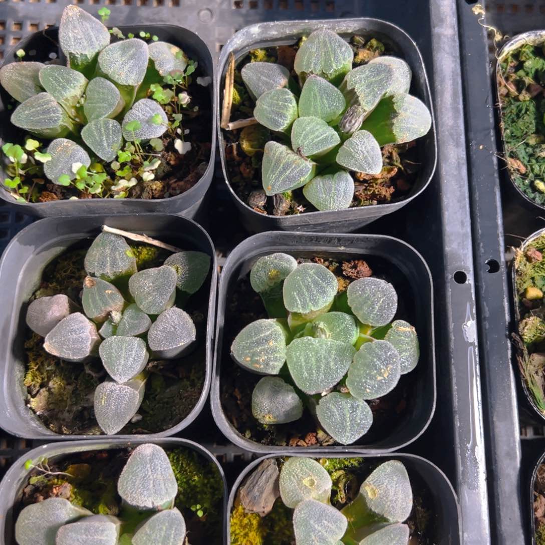 青瓷玉露多肉多肉一颗