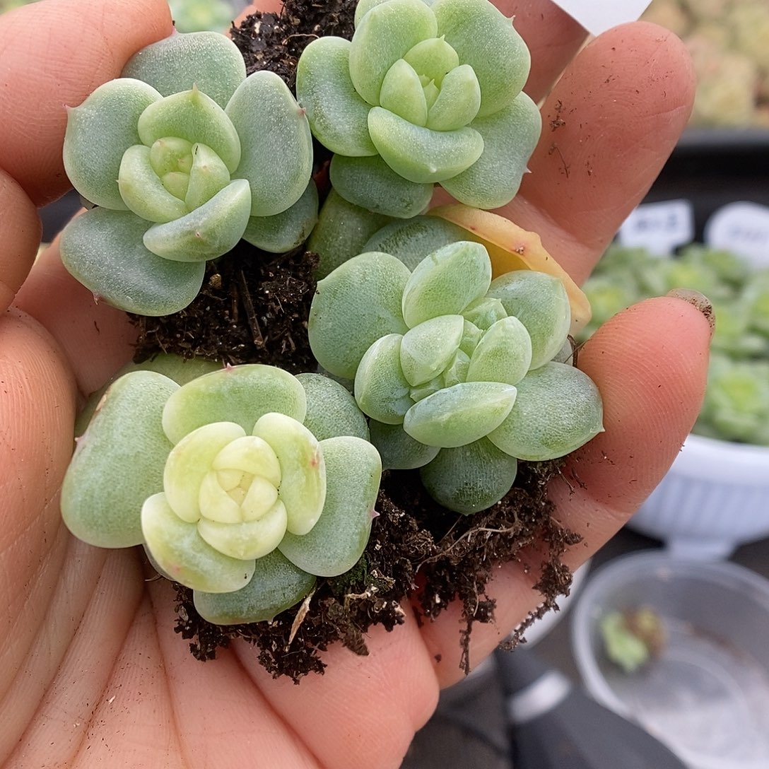 一物一拍一物一拍911-263