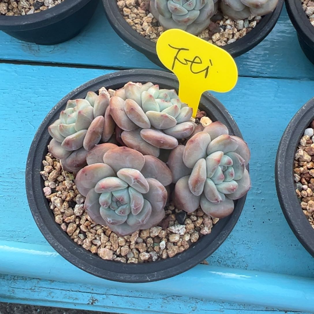 ?****?福建石榴籽星影啊啊啊啊