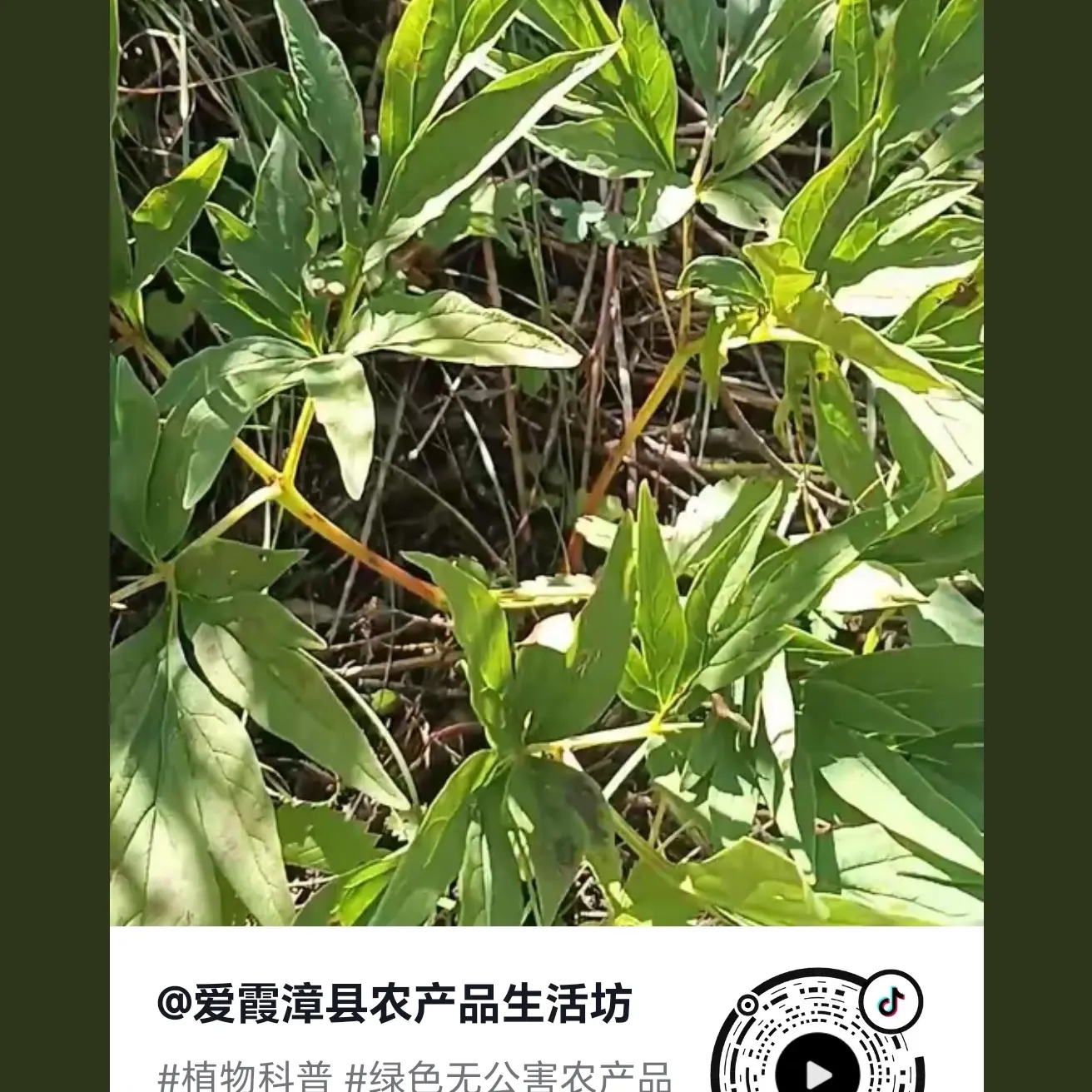 甘肃高原非种植赤芍农产品