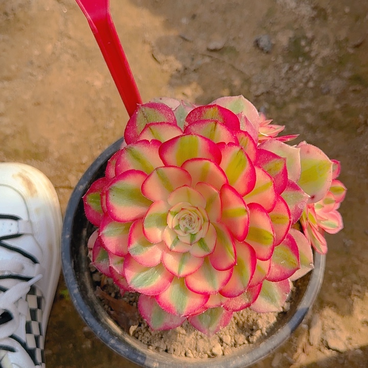 2-163荔枝多肉法师