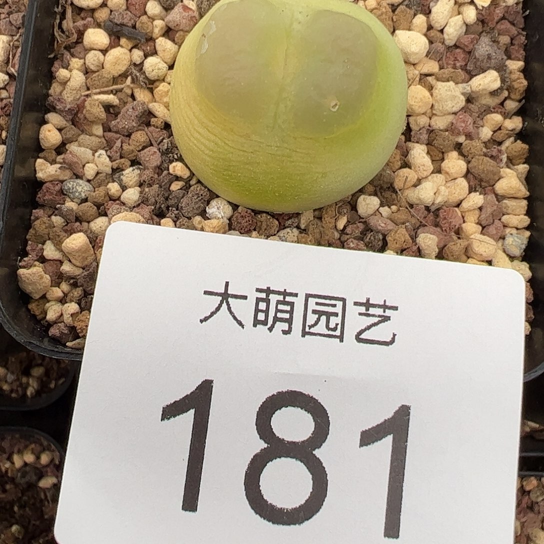 青***猫一物一拍脱土发。  181