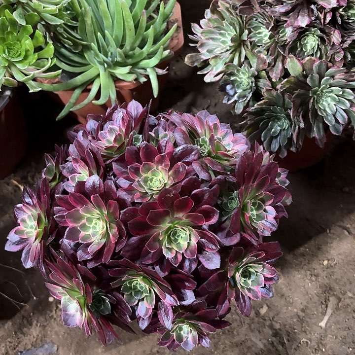 多肉植物法师安娜125