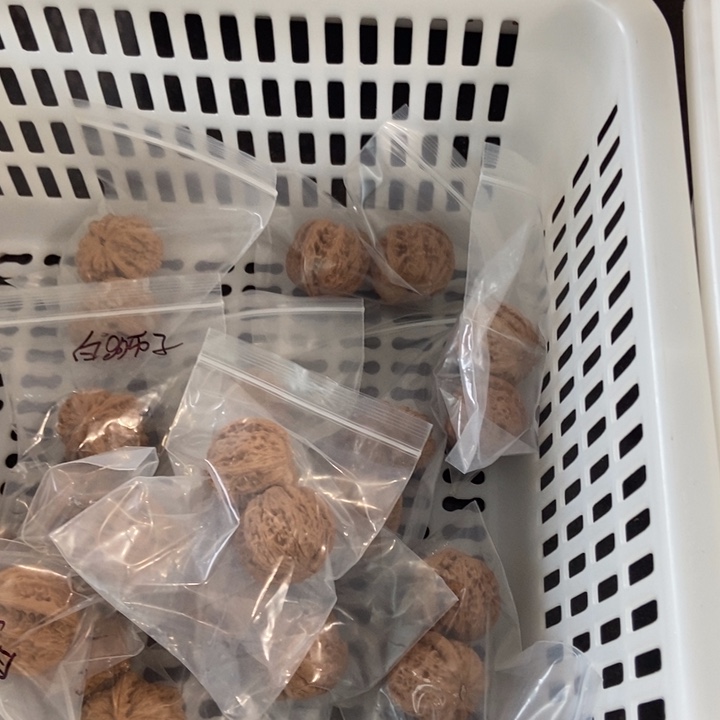 吊坠文玩核桃白狮子