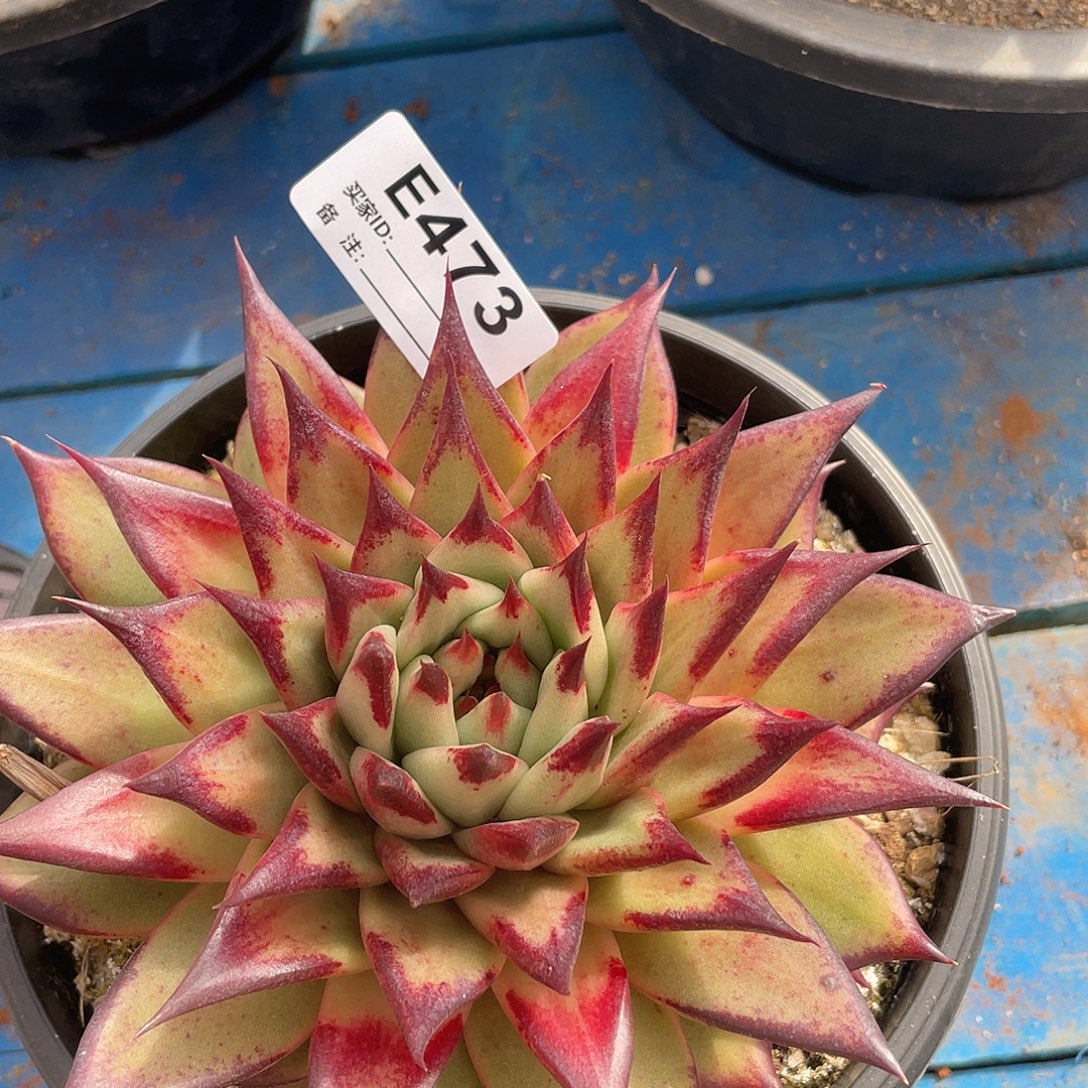 若如东云单拍E473