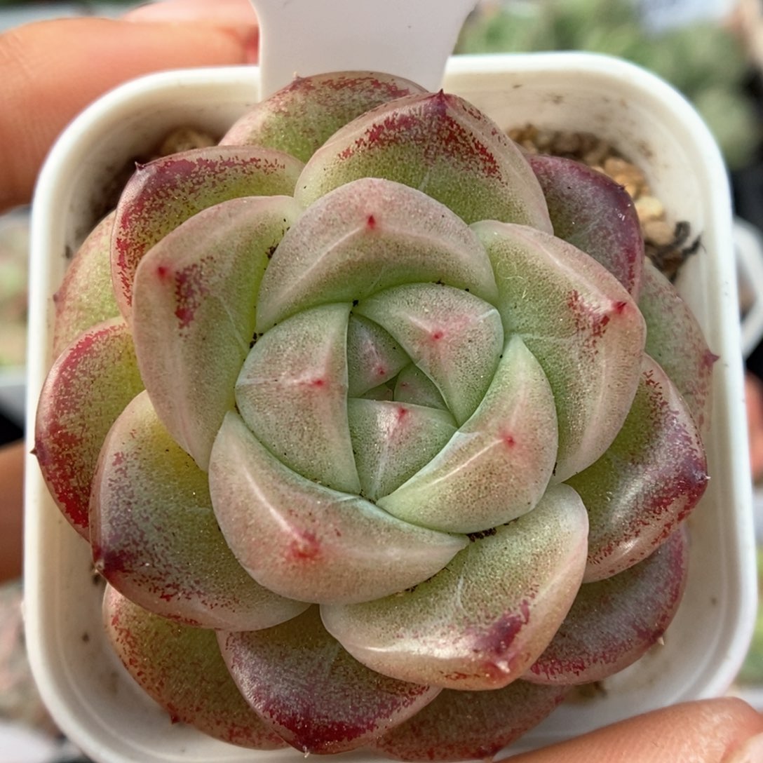 珍妮麦秆可拍772号。