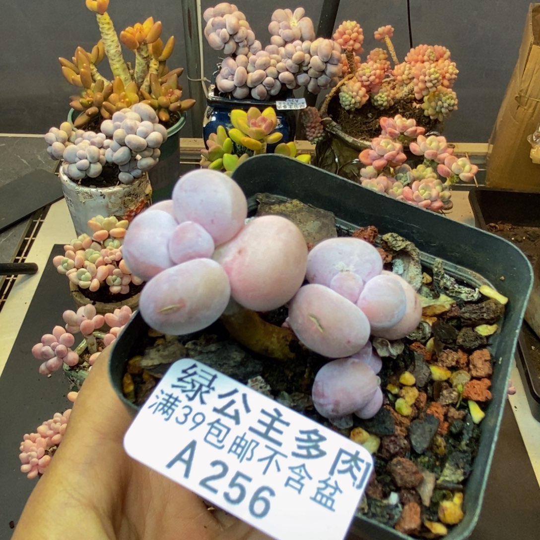 256橙奶多肉肉4c