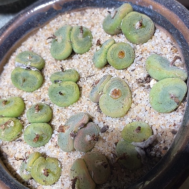 双头水晶鞋一颗          