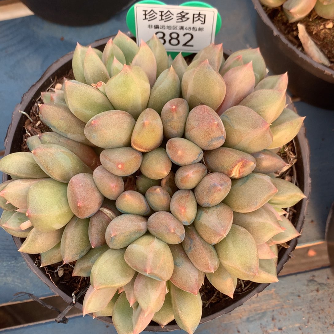 红象牙老桩一物一拍