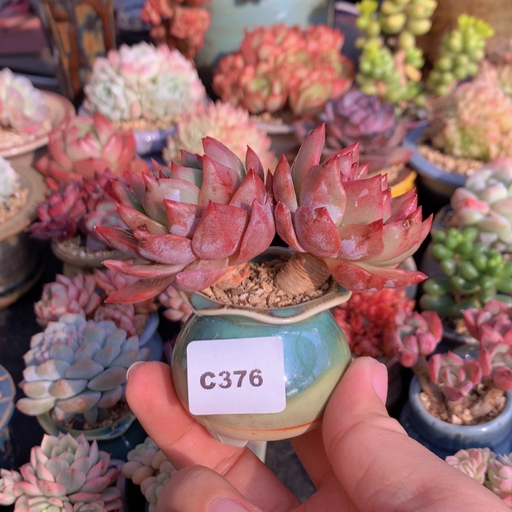 一物一拍含盆土满38包邮C376