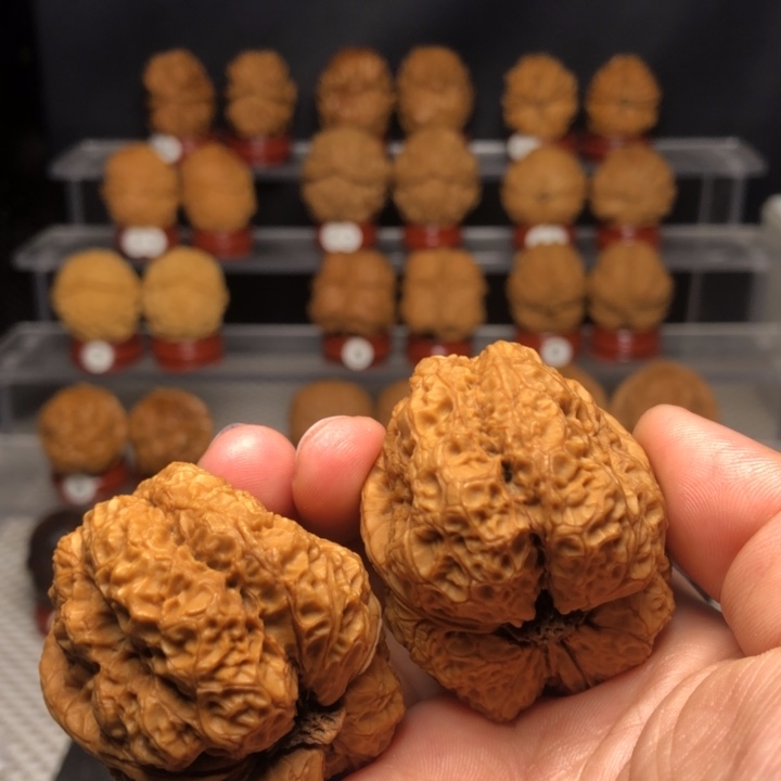 文玩核桃把件14九五帝皇蟾