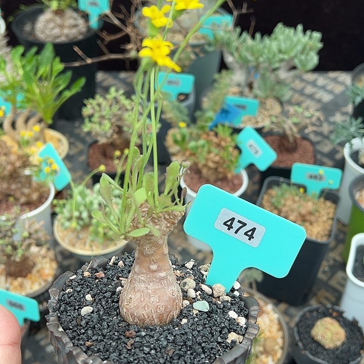 蛮鬼塔杂后盾菊多肉植物