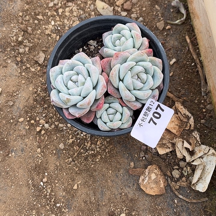 阿雅园艺。       707