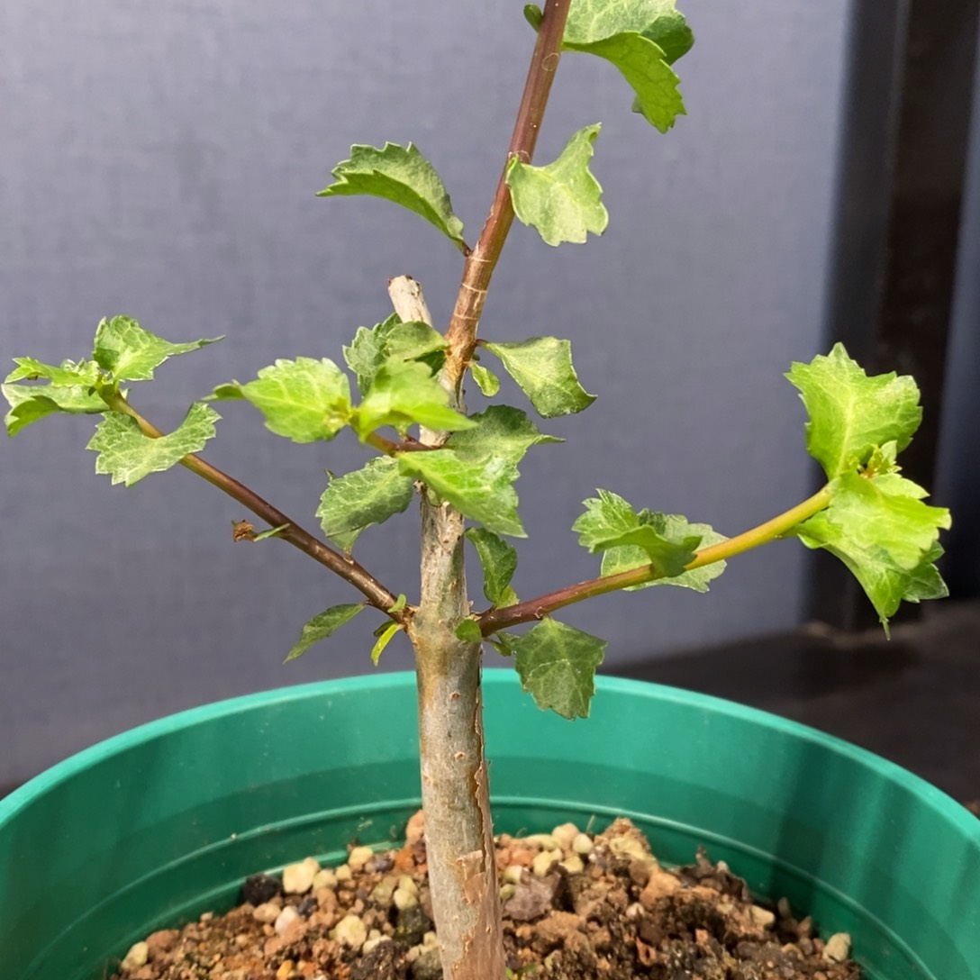 怀特没药实生带盆