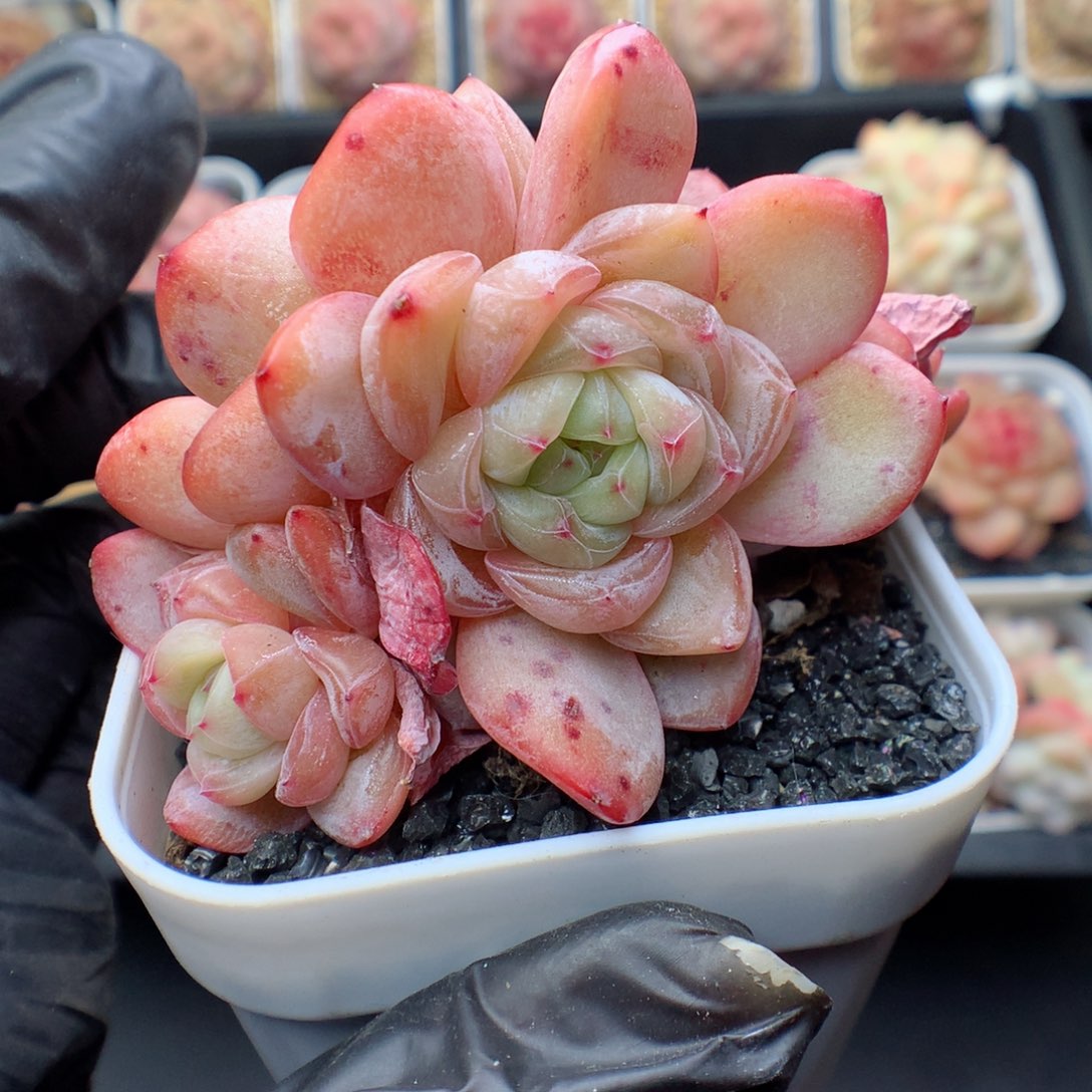 多肉植物。  星星珍妮108